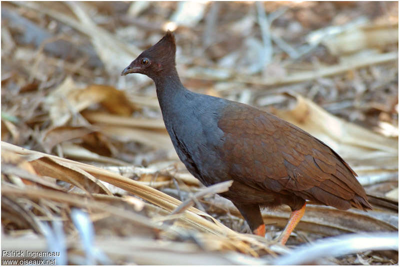 Orange-footed Scrubfowladult