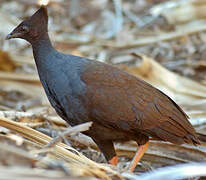 Orange-footed Scrubfowl