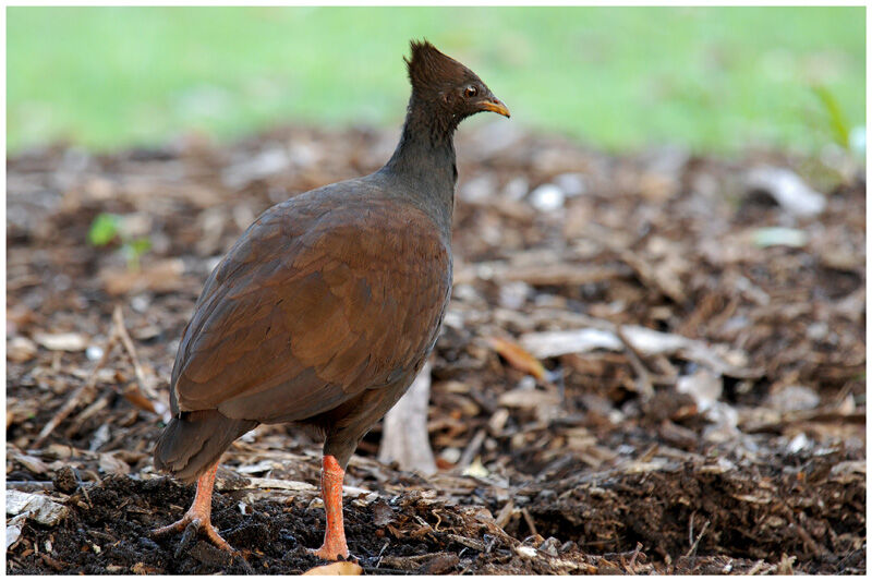 Orange-footed Scrubfowladult