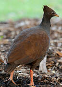 Orange-footed Scrubfowl