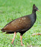 Orange-footed Scrubfowl