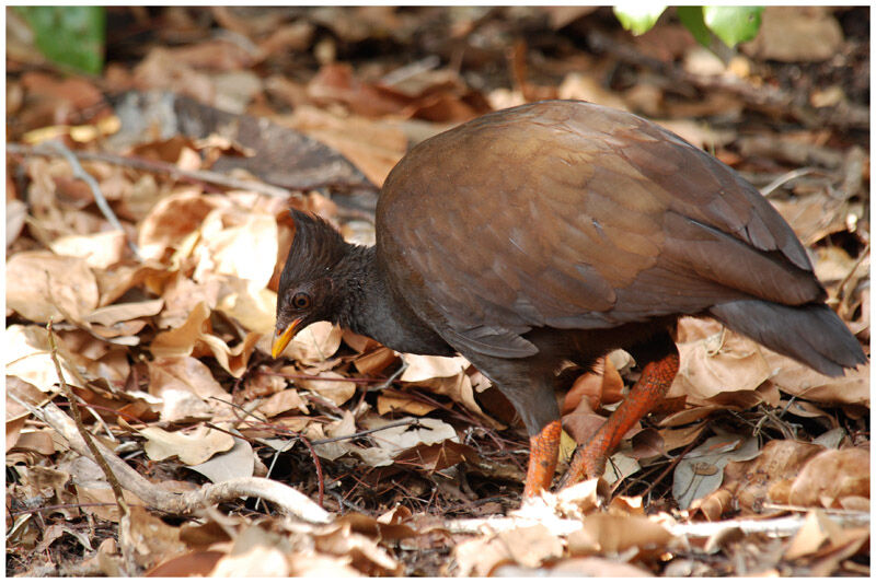 Orange-footed Scrubfowladult