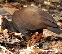 Orange-footed Scrubfowl