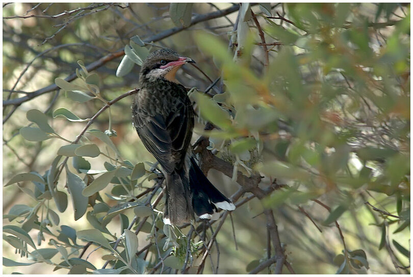 Spiny-cheeked Honeyeater