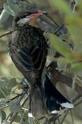 Spiny-cheeked Honeyeater