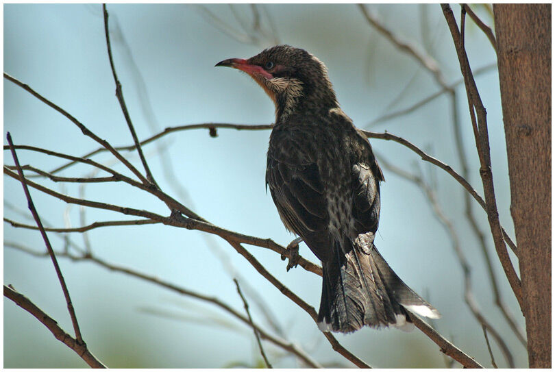 Spiny-cheeked Honeyeater