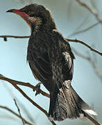 Spiny-cheeked Honeyeater