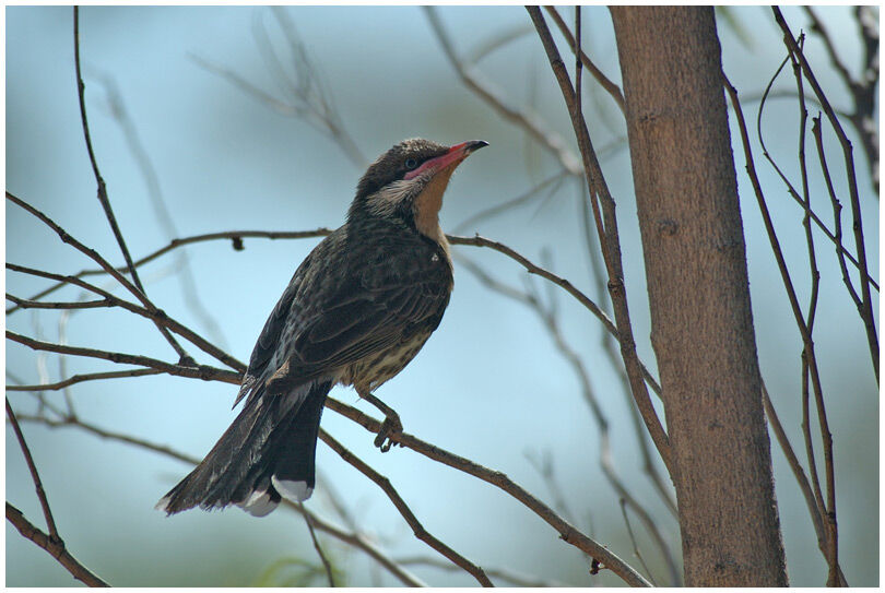 Spiny-cheeked Honeyeater