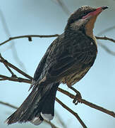 Spiny-cheeked Honeyeater