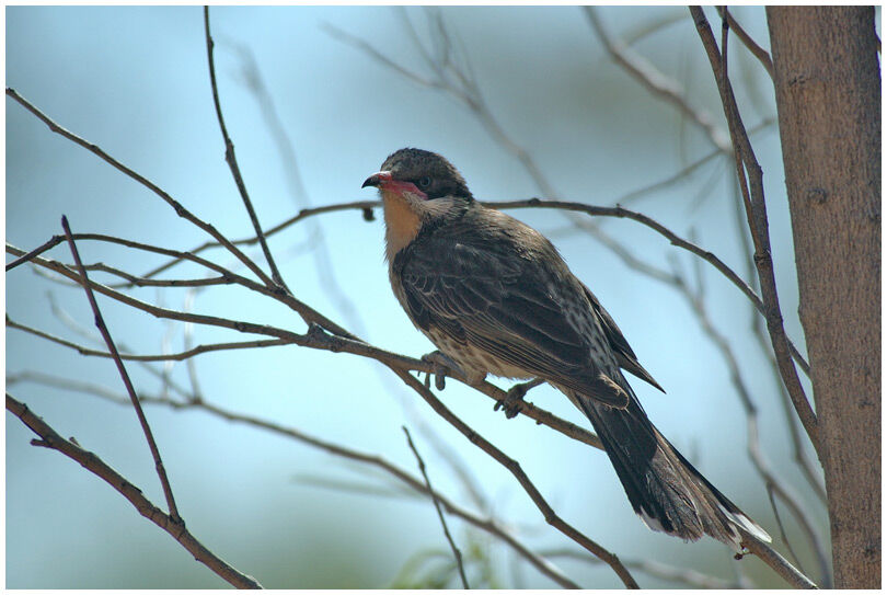 Spiny-cheeked Honeyeater