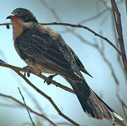 Spiny-cheeked Honeyeater