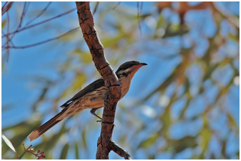 Spiny-cheeked Honeyeater