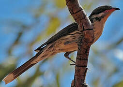 Spiny-cheeked Honeyeater