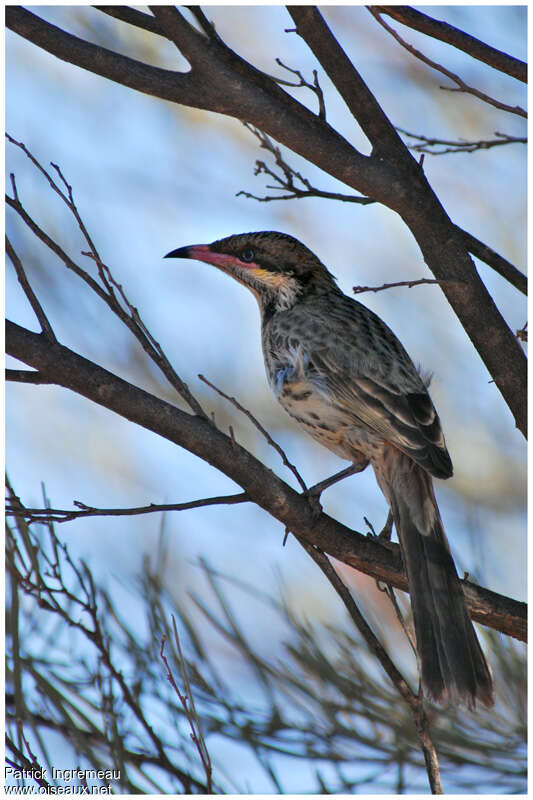 Spiny-cheeked Honeyeateradult