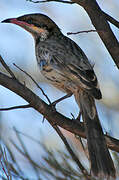 Spiny-cheeked Honeyeater