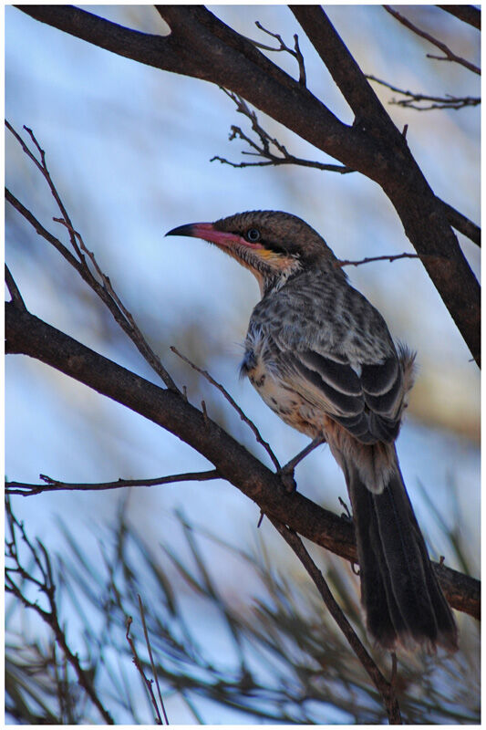 Spiny-cheeked Honeyeateradult