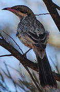 Spiny-cheeked Honeyeater