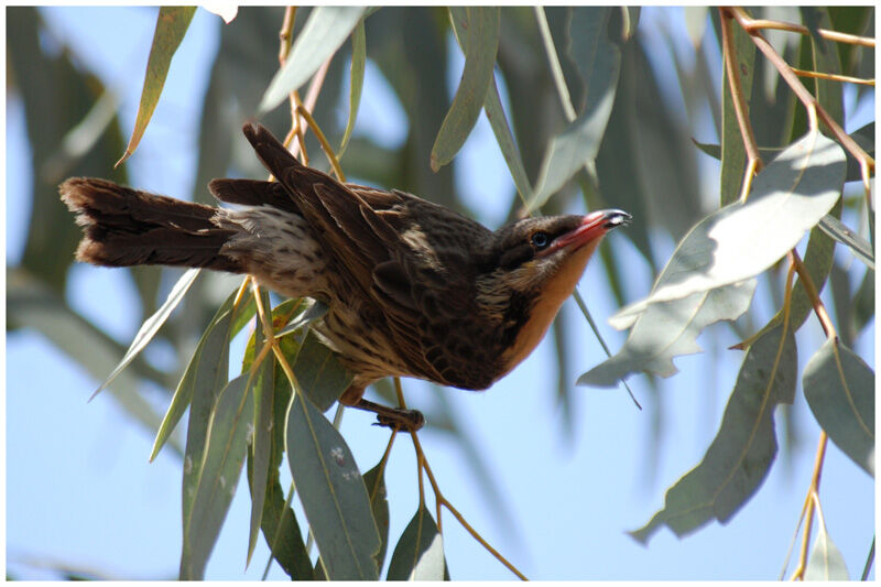 Spiny-cheeked Honeyeateradult