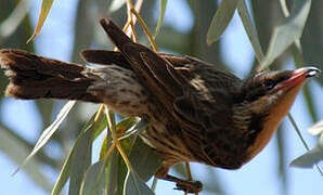 Spiny-cheeked Honeyeater