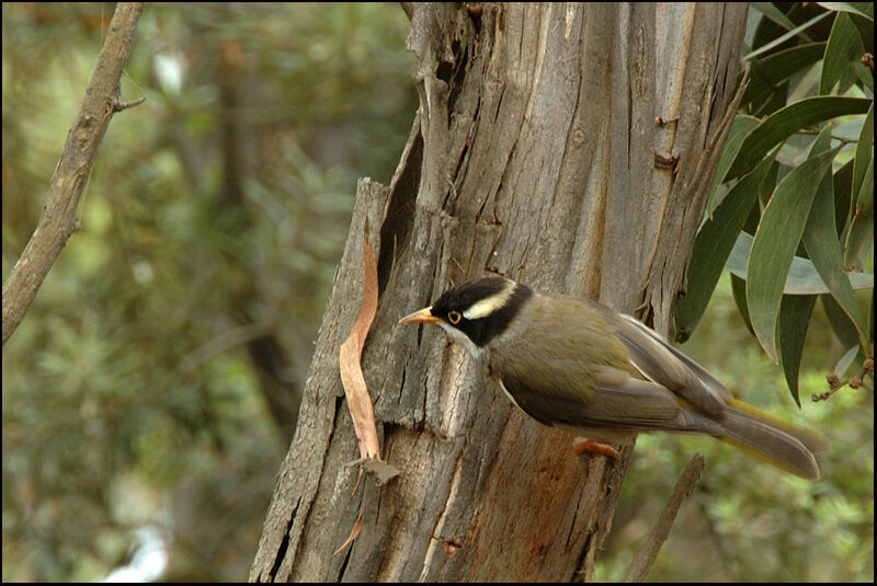 Strong-billed HoneyeaterFirst year