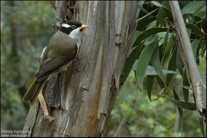 Strong-billed HoneyeaterFirst year, identification