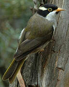 Strong-billed Honeyeater