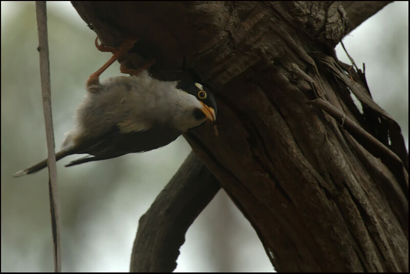 Strong-billed HoneyeaterFirst year