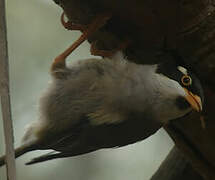 Strong-billed Honeyeater