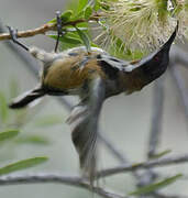 Eastern Spinebill