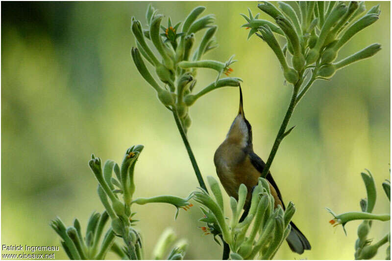 Eastern Spinebilljuvenile, feeding habits, eats