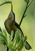 Eastern Spinebill