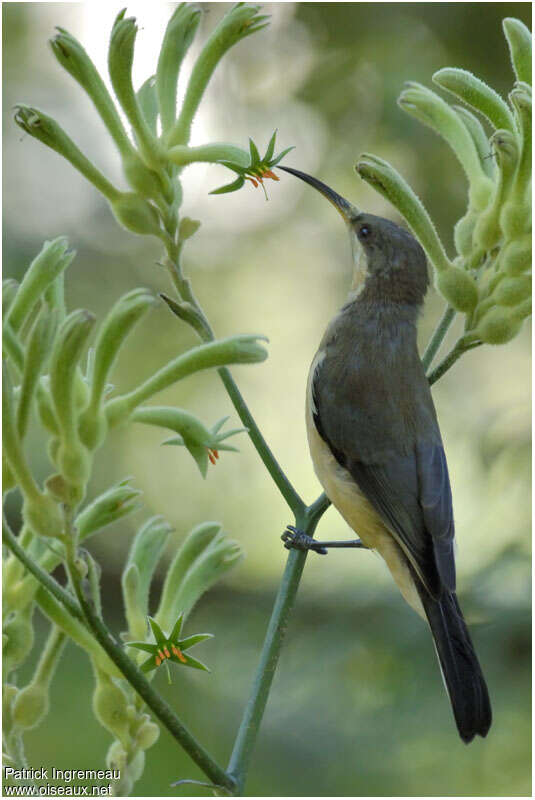 Eastern Spinebilljuvenile, identification