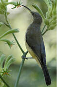 Eastern Spinebill