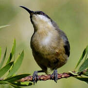 Eastern Spinebill