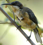 Eastern Spinebill