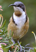 Eastern Spinebill