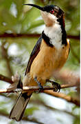 Eastern Spinebill