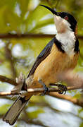 Eastern Spinebill