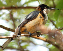 Eastern Spinebill