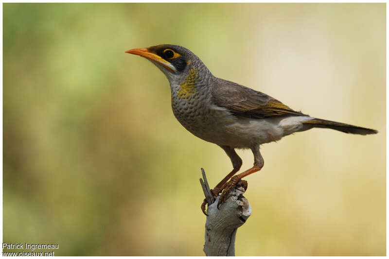 Yellow-throated Mineradult