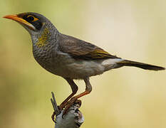 Yellow-throated Miner