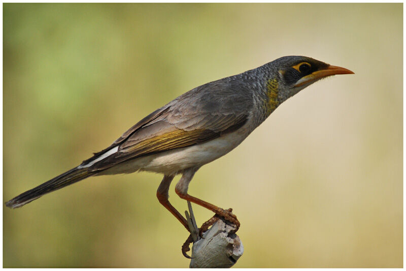 Yellow-throated Mineradult