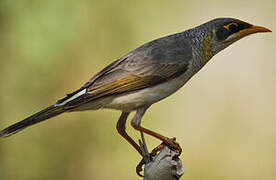 Yellow-throated Miner