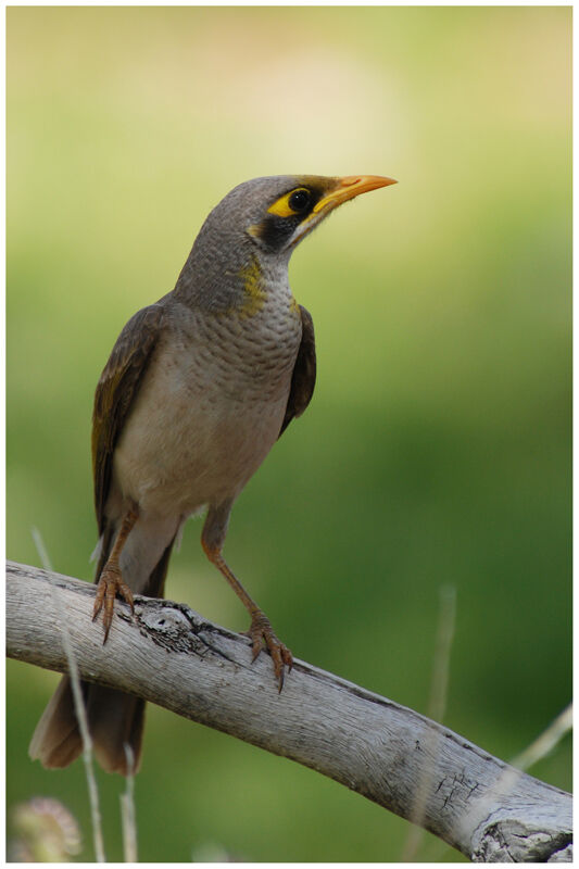 Yellow-throated Mineradult