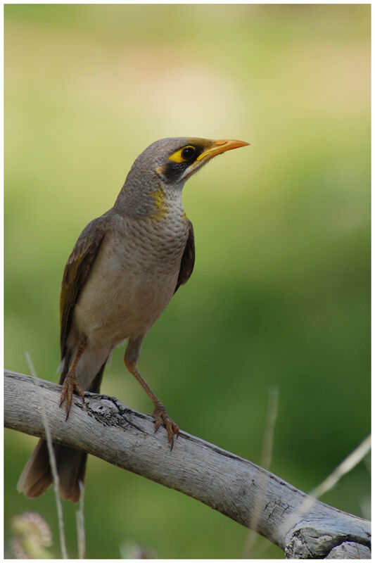 Yellow-throated Mineradult