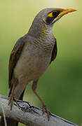 Yellow-throated Miner