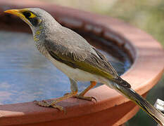 Yellow-throated Miner