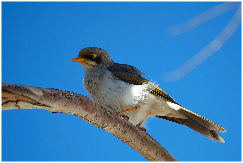 Yellow-throated Miner