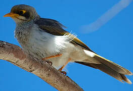 Yellow-throated Miner