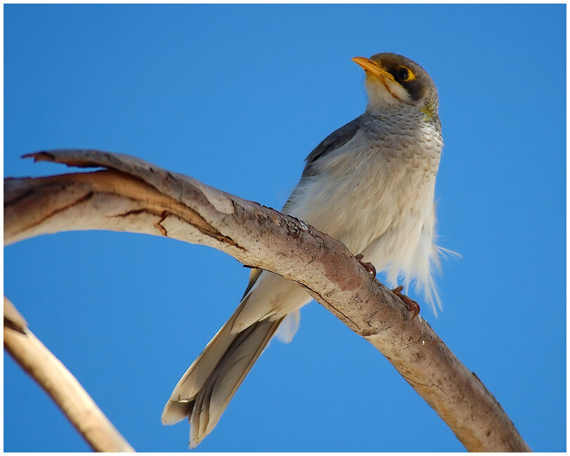 Yellow-throated Miner